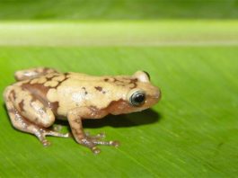 Según un estudio, un tercio de las especies de plantas y animales desaparecerán para 2070 La rana arbórea gigante común de Madagascar es una de las muchas especies afectadas por el cambio climático reciente