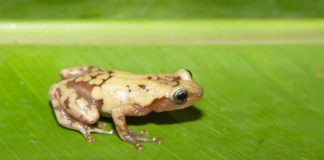 Según un estudio, un tercio de las especies de plantas y animales desaparecerán para 2070 La rana arbórea gigante común de Madagascar es una de las muchas especies afectadas por el cambio climático reciente