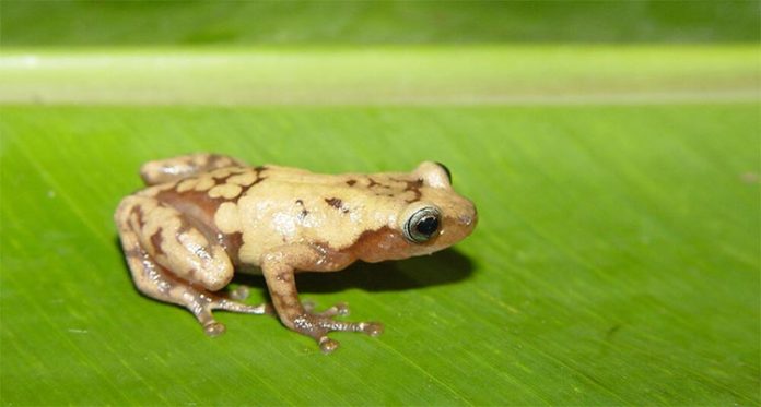 La rana arbórea gigante común de Madagascar es una de las muchas especies afectadas por el cambio climático reciente La rana arbórea gigante común de Madagascar es una de las muchas especies afectadas por el cambio climático reciente