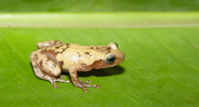 La rana arbórea gigante común de Madagascar es una de las muchas especies afectadas por el cambio climático reciente