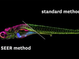 SEER: Científicos crean una revolucionaria tecnología de análisis de imagen para estudiar enfermedades Comparación entre la técnica SEER y la convencional fHSI