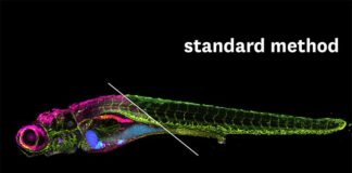 SEER: Científicos crean una revolucionaria tecnología de análisis de imagen para estudiar enfermedades Comparación entre la técnica SEER y la convencional fHSI