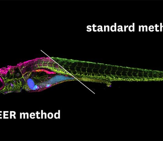 SEER: Científicos crean una revolucionaria tecnología de análisis de imagen para estudiar enfermedades Comparación entre la técnica SEER y la convencional fHSI