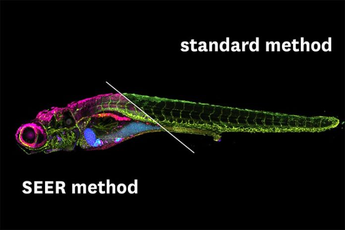 Comparación entre la técnica SEER y la convencional fHSI
