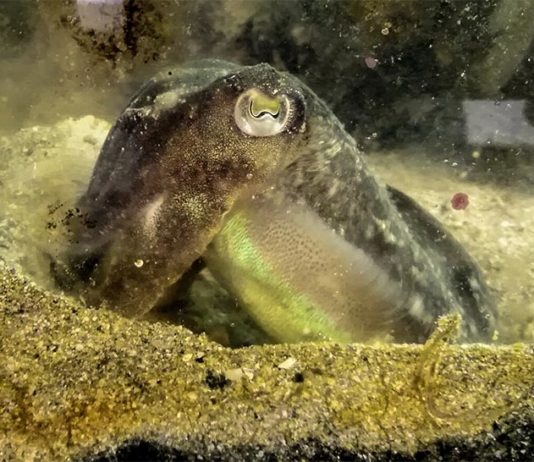 Las sepias comen menos cuando almuerzan si saben que habrá camarones para la cena Una sepia común europea, Sepia officinalis. Crédito: Pauline Billard