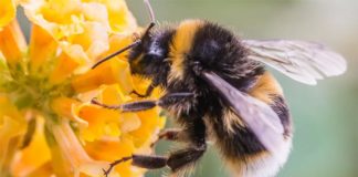 Dos pesticidas aprobados para su uso en EE.UU. dañan a las abejas Abeja en busca de polen