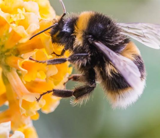 La danza de las abejas que producen miel tiene dialectos Abeja en busca de polen