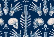 «Anatomicum», de Jennifer Z. Paxton y Katy Wiedemann: una impresionante obra divulgativa y un placer para los sentidos Anatomicum