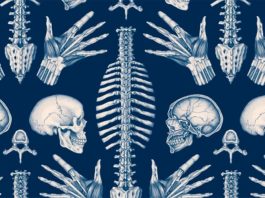 «Anatomicum», de Jennifer Z. Paxton y Katy Wiedemann: una impresionante obra divulgativa y un placer para los sentidos Anatomicum