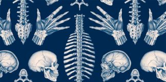 «Anatomicum», de Jennifer Z. Paxton y Katy Wiedemann: una impresionante obra divulgativa y un placer para los sentidos Anatomicum