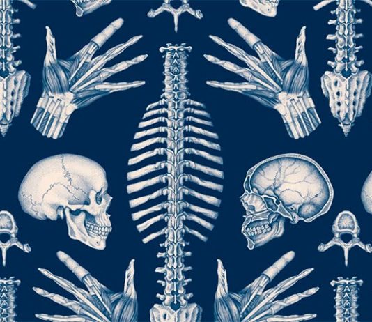 «Anatomicum», de Jennifer Z. Paxton y Katy Wiedemann: una impresionante obra divulgativa y un placer para los sentidos Anatomicum