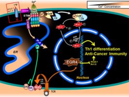 Nueva posibilidad inmunitaria en la lucha contra el cáncer, la proteína EGR4 Regulación del cáncer con EGR4