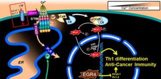 Nueva posibilidad inmunitaria en la lucha contra el cáncer, la proteína EGR4 Regulación del cáncer con EGR4