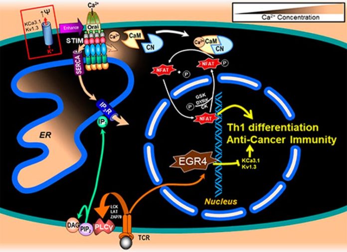 Regulación del cáncer con EGR4 Regulación del cáncer con EGR4