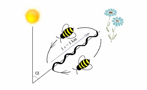 Danza de la abeja, propuesta por Karl von Frisch