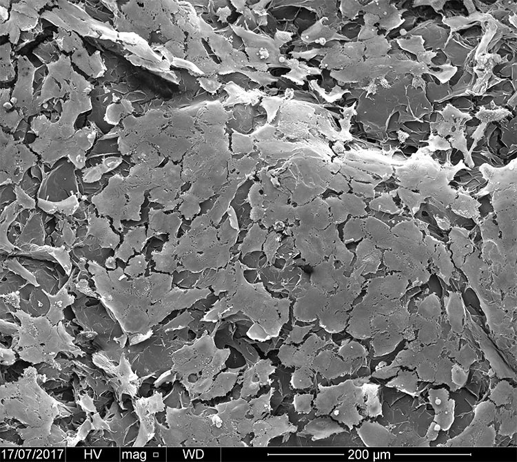 Imagen de microscopía electrónica de barrido que muestra células endoteliales que crecen en la superficie de las estructuras tubulares impresas