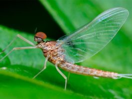 El mayor estudio hasta la fecha sobre insectos a escala mundial confirma su descenso El insecto Ephemeroptera