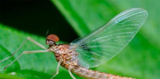 El mayor estudio hasta la fecha sobre insectos a escala mundial confirma su descenso El insecto Ephemeroptera