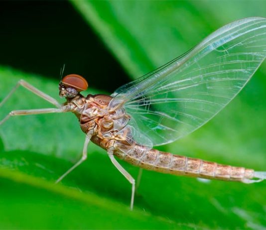 El mayor estudio hasta la fecha sobre insectos a escala mundial confirma su descenso El insecto Ephemeroptera