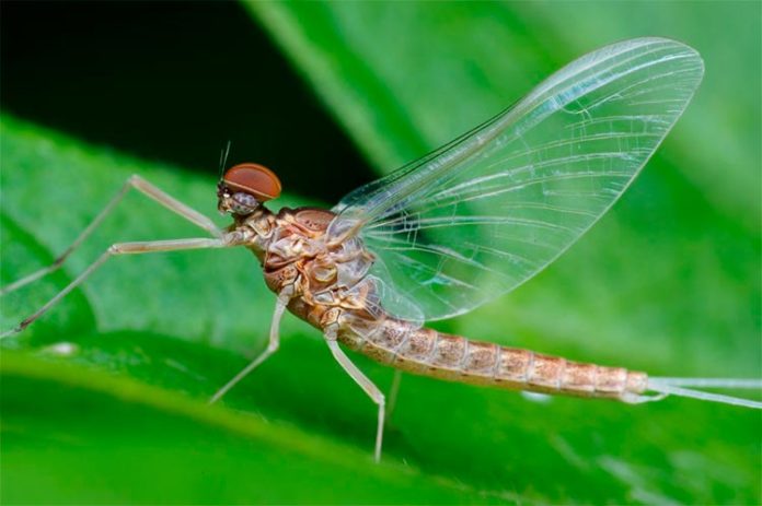 El insecto Ephemeroptera El insecto Ephemeroptera