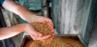 Tecnologías que revolucionarán la alimentación del futuro Alimentación