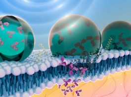 Nuevo método para administrar con precisión moléculas terapéuticas dentro del cuerpo: ultrasonidos Nueva forma de liberar proteínas terapéuticas en el cuerpo con ultrasonidos