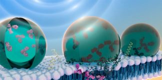 Nuevo método para administrar con precisión moléculas terapéuticas dentro del cuerpo: ultrasonidos Nueva forma de liberar proteínas terapéuticas en el cuerpo con ultrasonidos