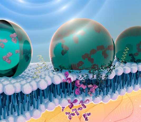 Nuevo método para administrar con precisión moléculas terapéuticas dentro del cuerpo: ultrasonidos Nueva forma de liberar proteínas terapéuticas en el cuerpo con ultrasonidos