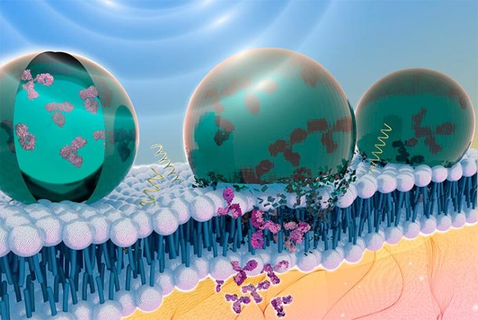 Nueva forma de liberar proteínas terapéuticas en el cuerpo con ultrasonidos