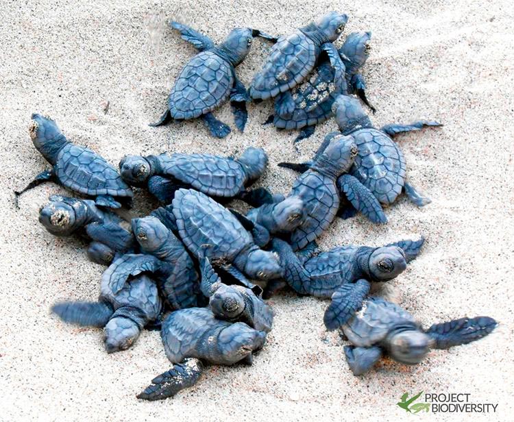 Projeto Biodiversidade en Cabo Verde