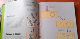 «Virus», de Marilyn J. Roossinck: Una admirable guía ilustrada con 101 microbios alucinantes Replicación de los virus de clase I