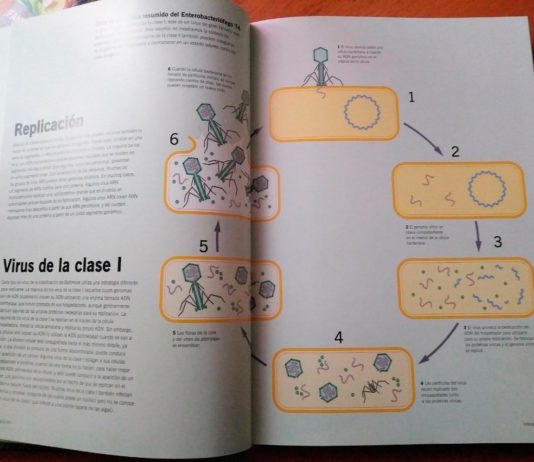 «Virus», de Marilyn J. Roossinck: Una admirable guía ilustrada con 101 microbios alucinantes Replicación de los virus de clase I