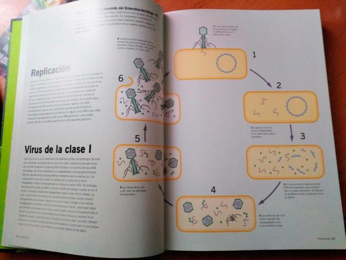 Replicación de los virus de clase I