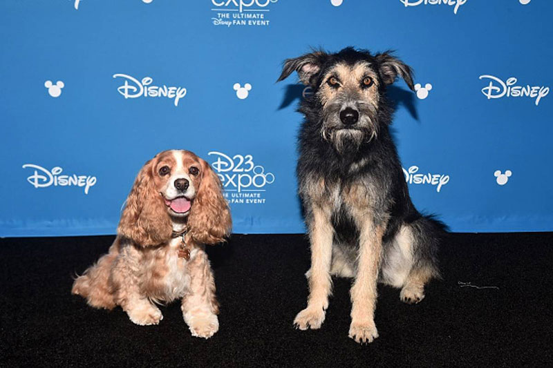 perros la dama y el vagabundo