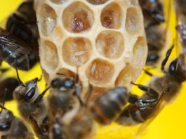 Descubren un gen en una subespecie de abejas que causa la reproducción asexual Los trabajadores de las abejas melíferas del Cabo ponen huevos de parásitos en una celda reina.