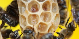 Descubren un gen en una subespecie de abejas que causa la reproducción asexual Los trabajadores de las abejas melíferas del Cabo ponen huevos de parásitos en una celda reina.