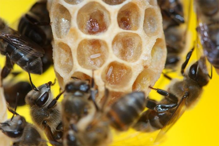 Los trabajadores de las abejas melíferas del Cabo ponen huevos de parásitos en una celda reina. Los trabajadores de las abejas melíferas del Cabo ponen huevos de parásitos en una celda reina.