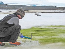 Según un estudio, el cambio climático volverá verde la costa de la Antártida Toma de muestras de algas de nieve