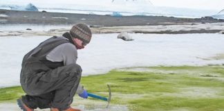 Según un estudio, el cambio climático volverá verde la costa de la Antártida Toma de muestras de algas de nieve