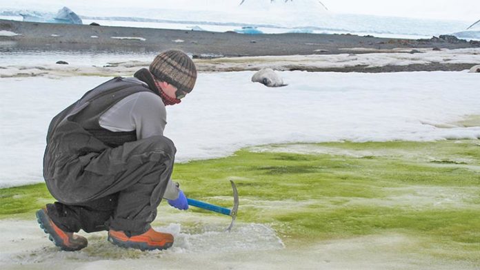 Toma de muestras de algas de nieve