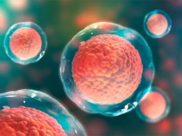 Descartan que las células madre humanas contengan mutaciones cancerígenas Células madre