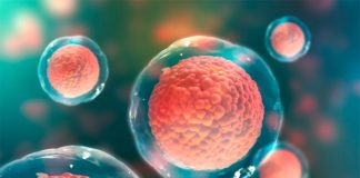 Las células madre retrasan su propia muerte para ayudar a la curación en planarias Células madre