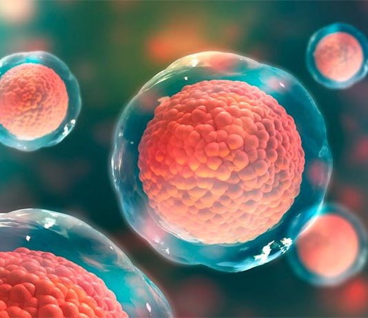 Las células madre retrasan su propia muerte para ayudar a la curación en planarias Células madre