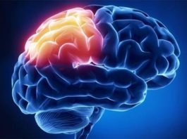 Un estudio muestra cómo se podría preservar la memoria después de una lesión cerebral Lesión cerebral