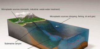 Científicos encuentran el nivel más alto de microplásticos en el fondo marino La mayoría de microplásticos termina en el fondo marino