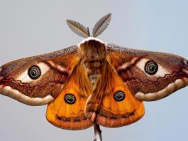 Las polillas tienen un papel secreto pero clave en la polinización nocturna Polilla macho