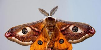 Las polillas tienen un papel secreto pero clave en la polinización nocturna Polilla macho
