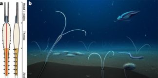 Descubierto el pariente más antiguo de los gusanos de mar y las lombrices de tierra Dannychaeta tucolus