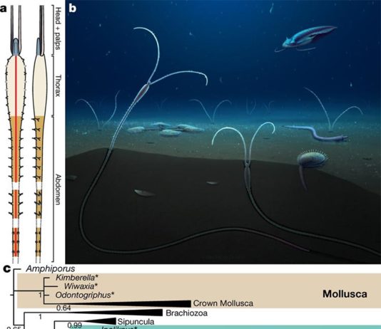 Descubierto el pariente más antiguo de los gusanos de mar y las lombrices de tierra Dannychaeta tucolus