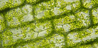 ¿Cómo responden las plantas a un aguacero?: ¿Inducen la muerte celular? Células vegetales